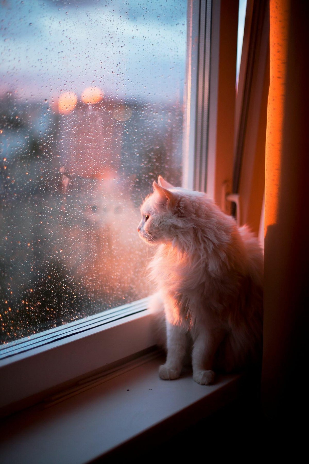 Котик на подоконнике