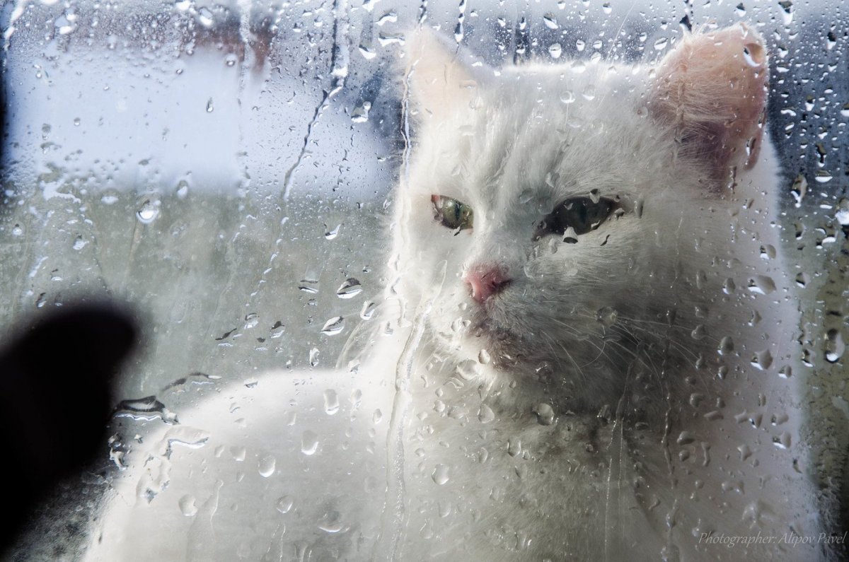 Кот с зонтиком