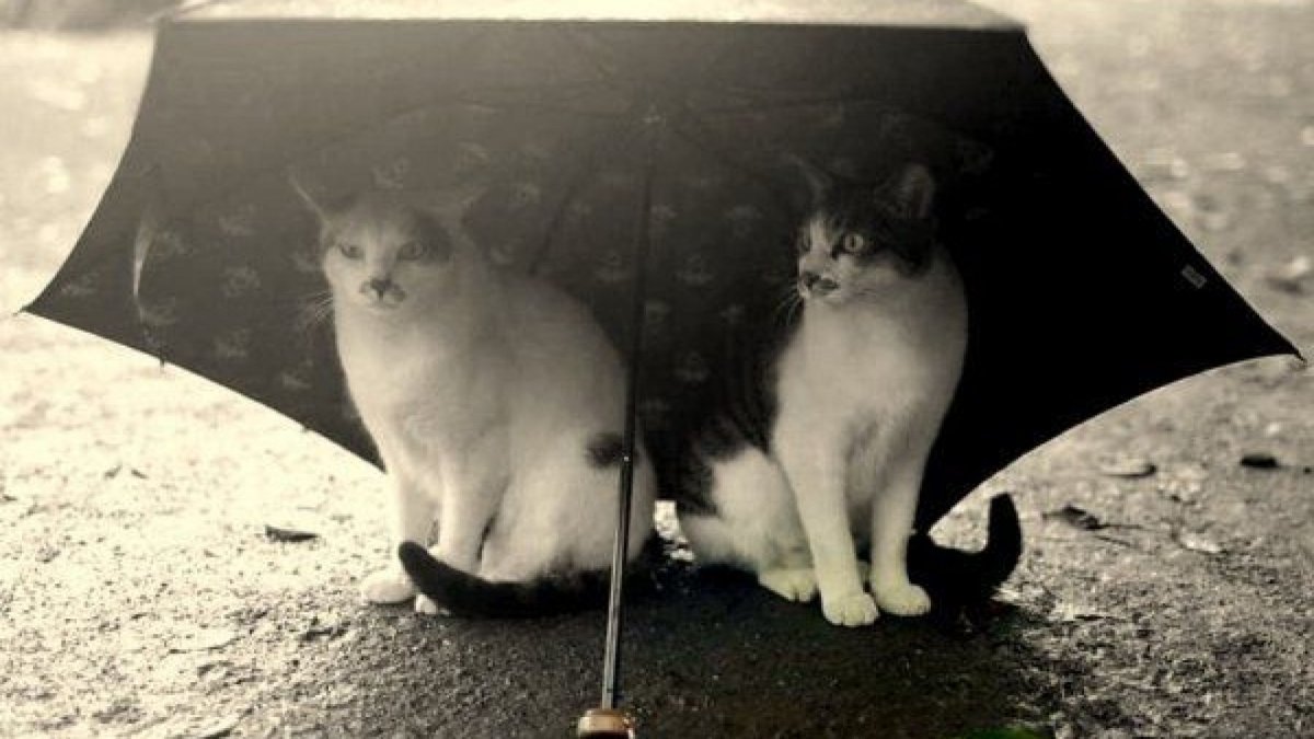 Кошка дождь