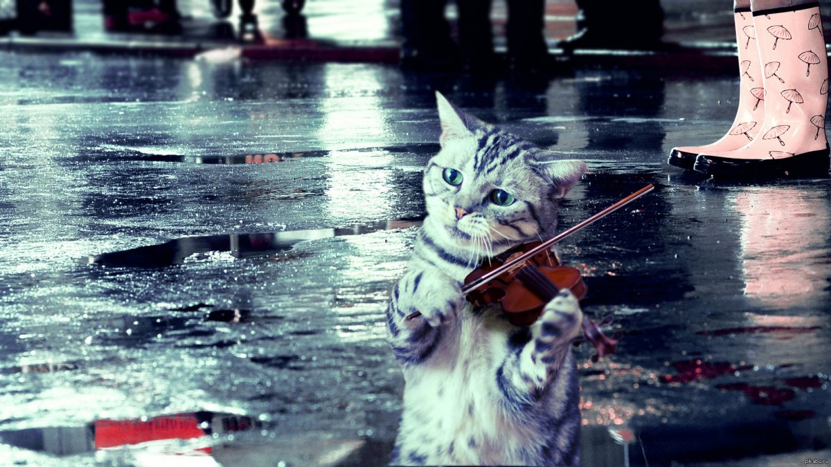 Кошка под дождем