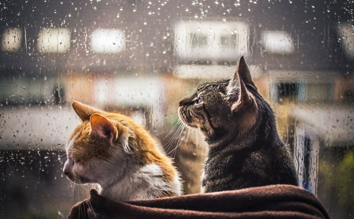 Вид из окна с кошкой