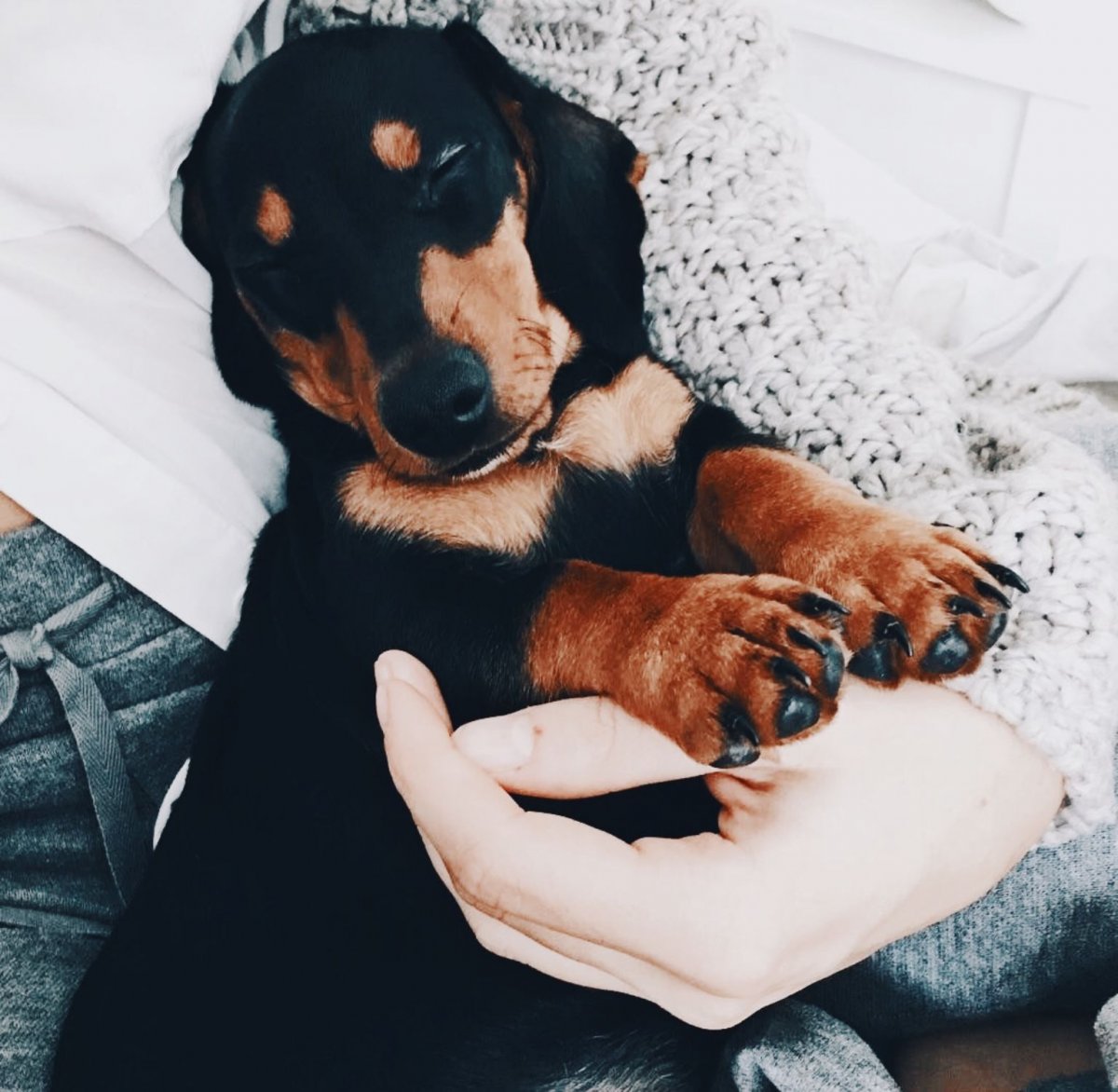 Щенки для инстаграма