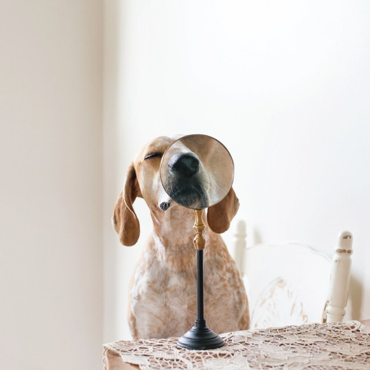 Инстаграм Вдохновение собаки