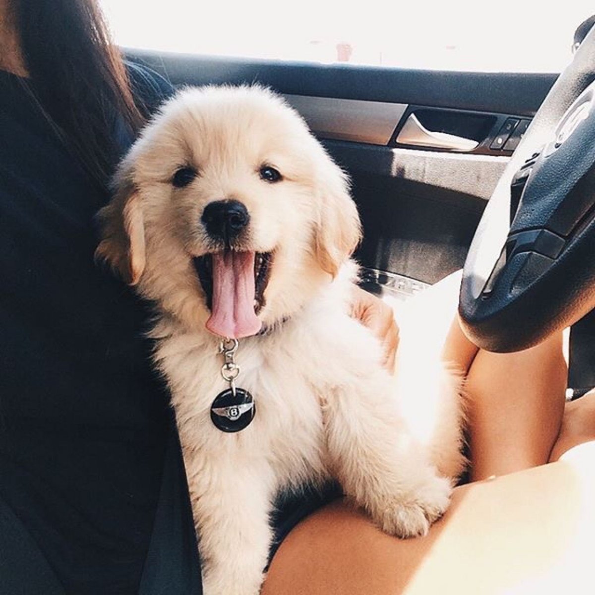 Эстетика собак