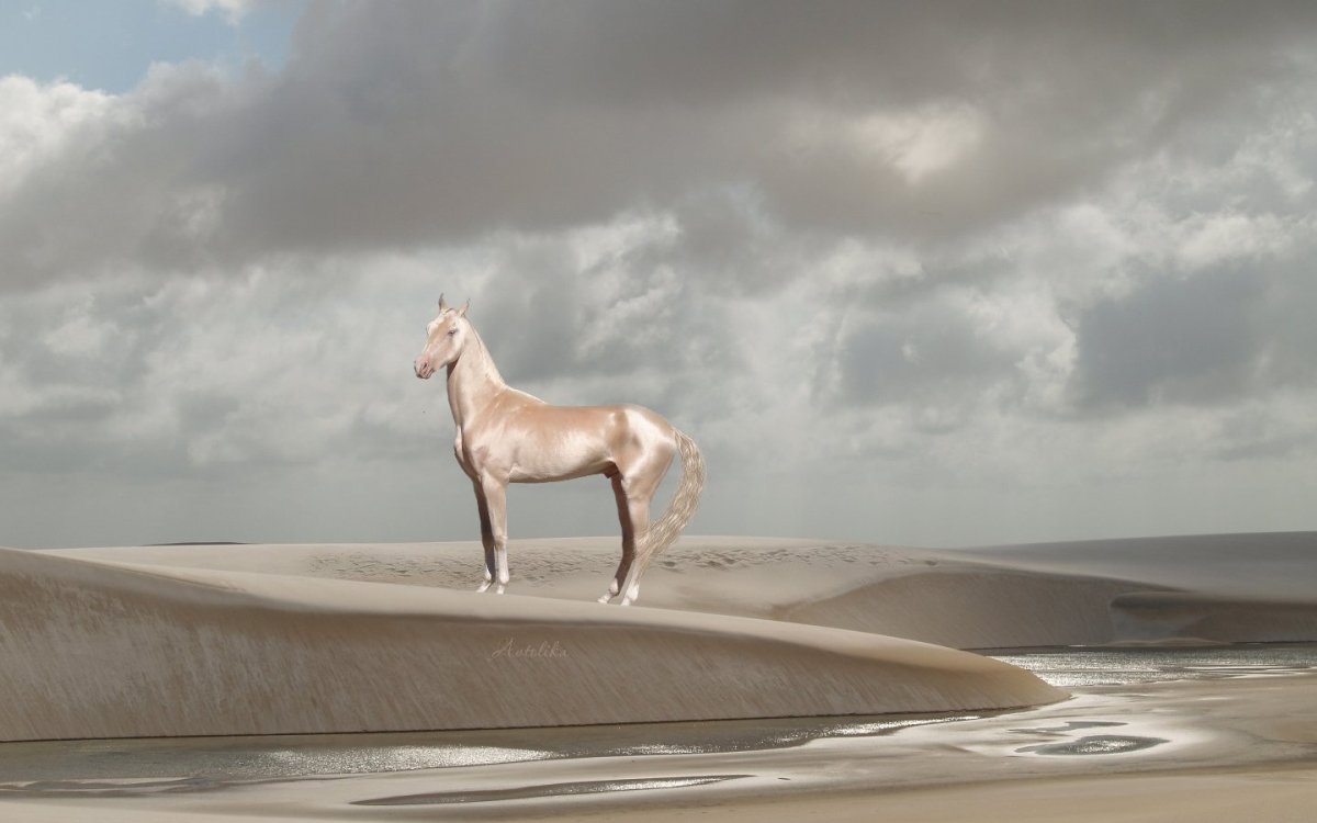 Ахалтекинская Кремелло