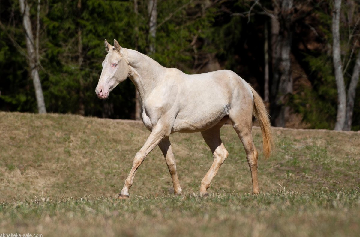 Ахалтекинская лошадь с перламутровой шерстью фото