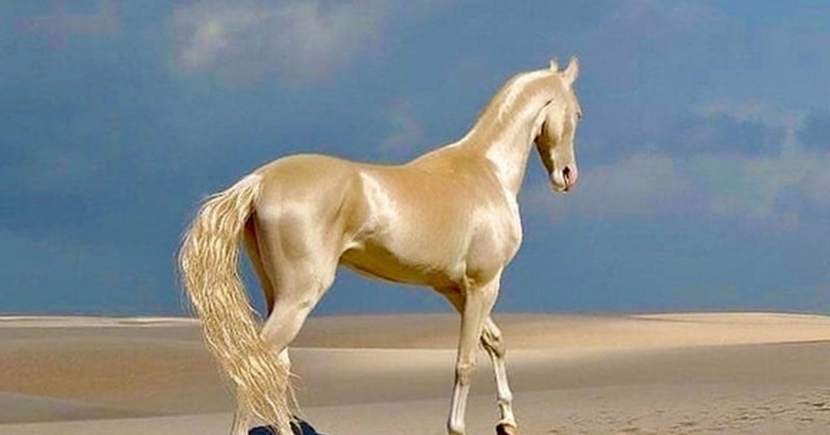 Ахалтекинская лошадь альбинос