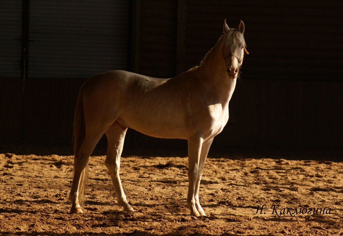 Ахалтекинская лошадь изабелловой масти