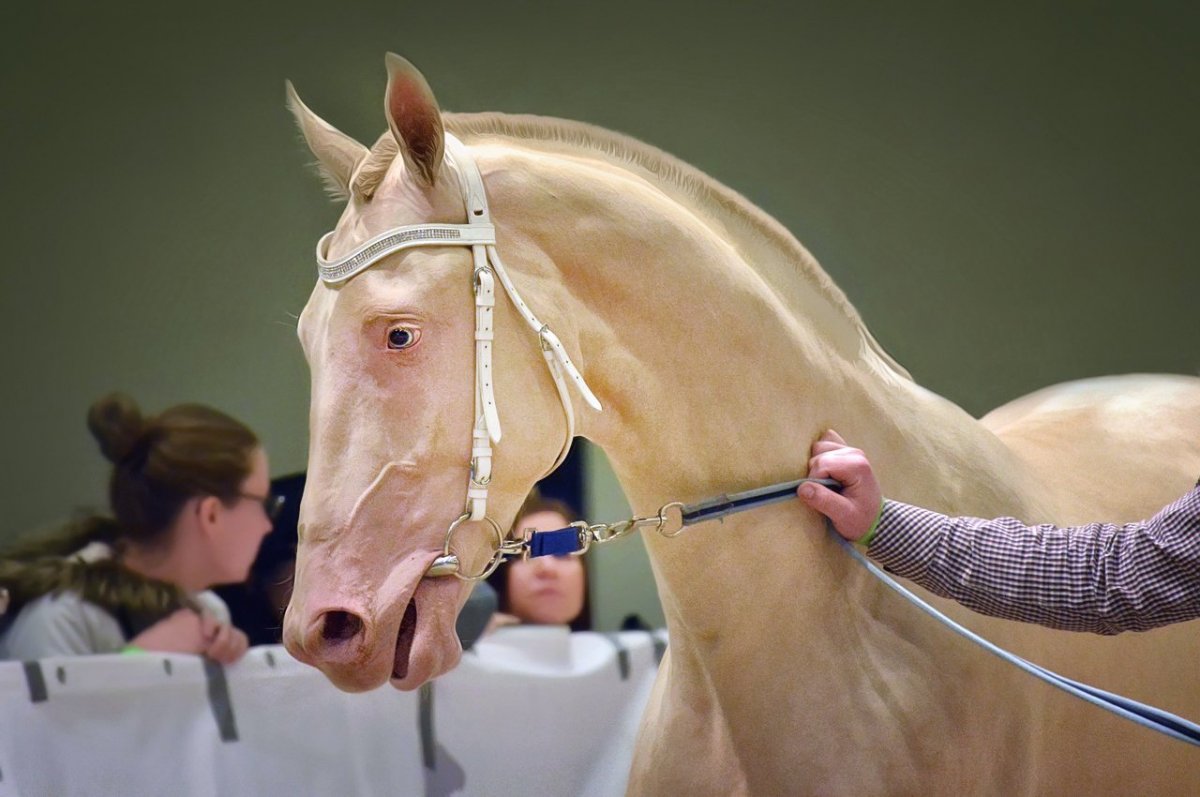 Изабелловая Ахалтекинская лошадь