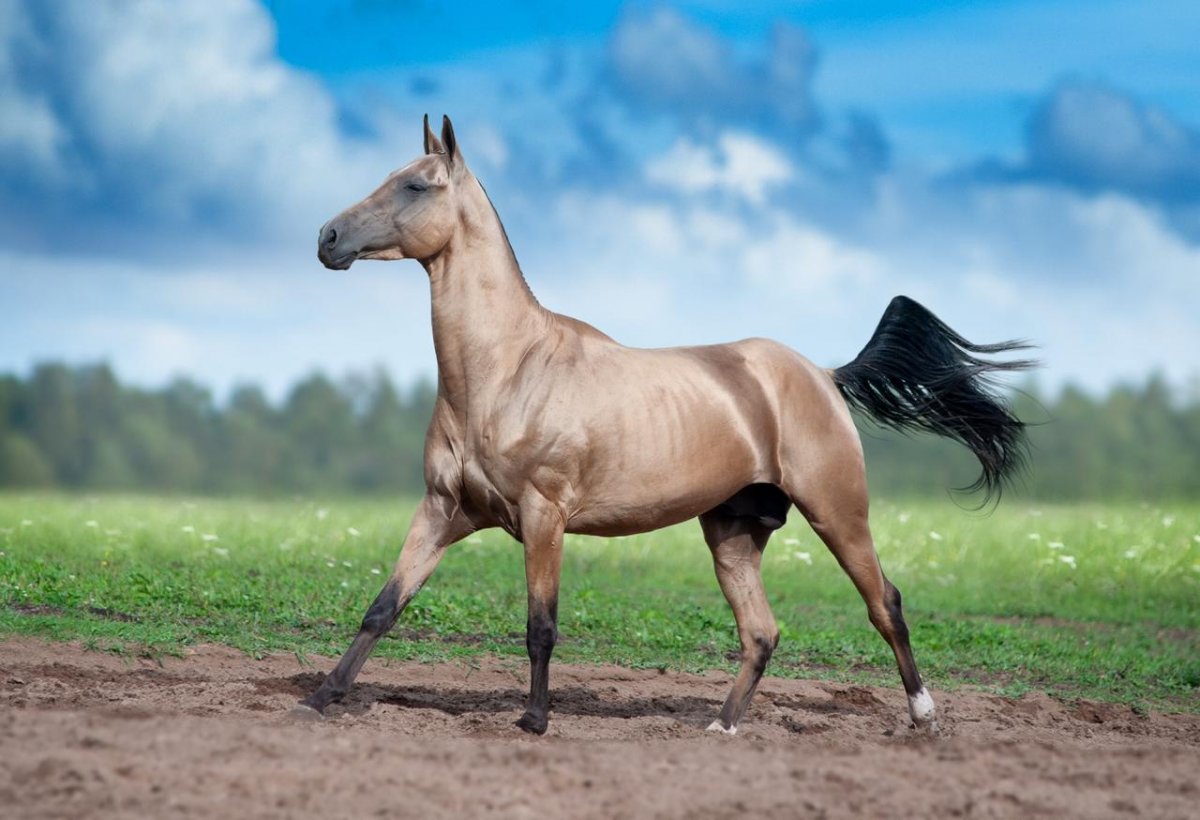 Ахалтекинская лошадь серая