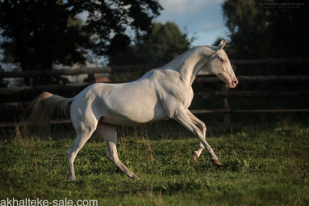 Ахалтекинец лошадь изабелловой масти