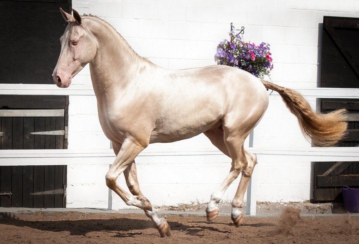 Изабелловый ахалтекинец