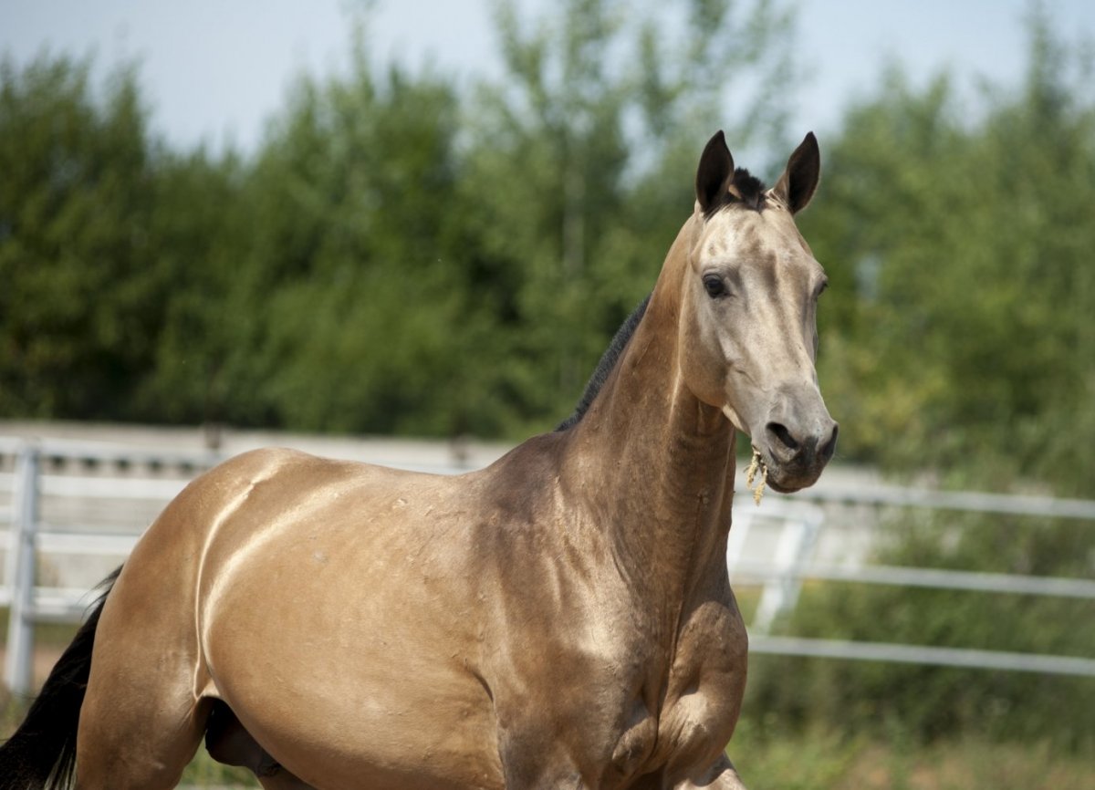 Ахалтекинская лошадь Золотая