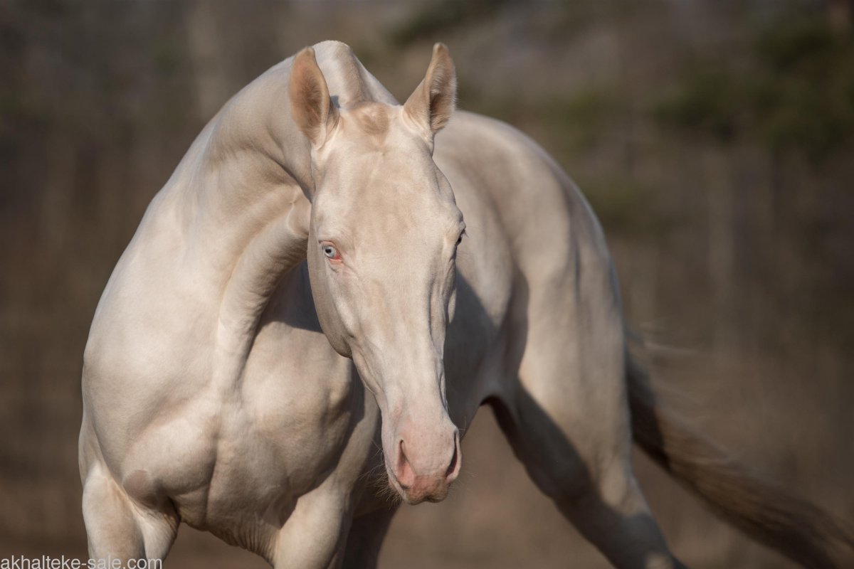 Ахалтекинец Янардаг
