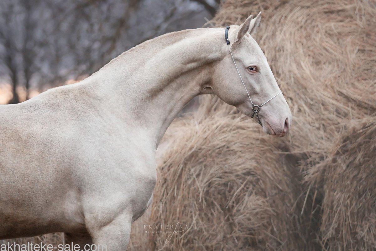 Севан Шаэль