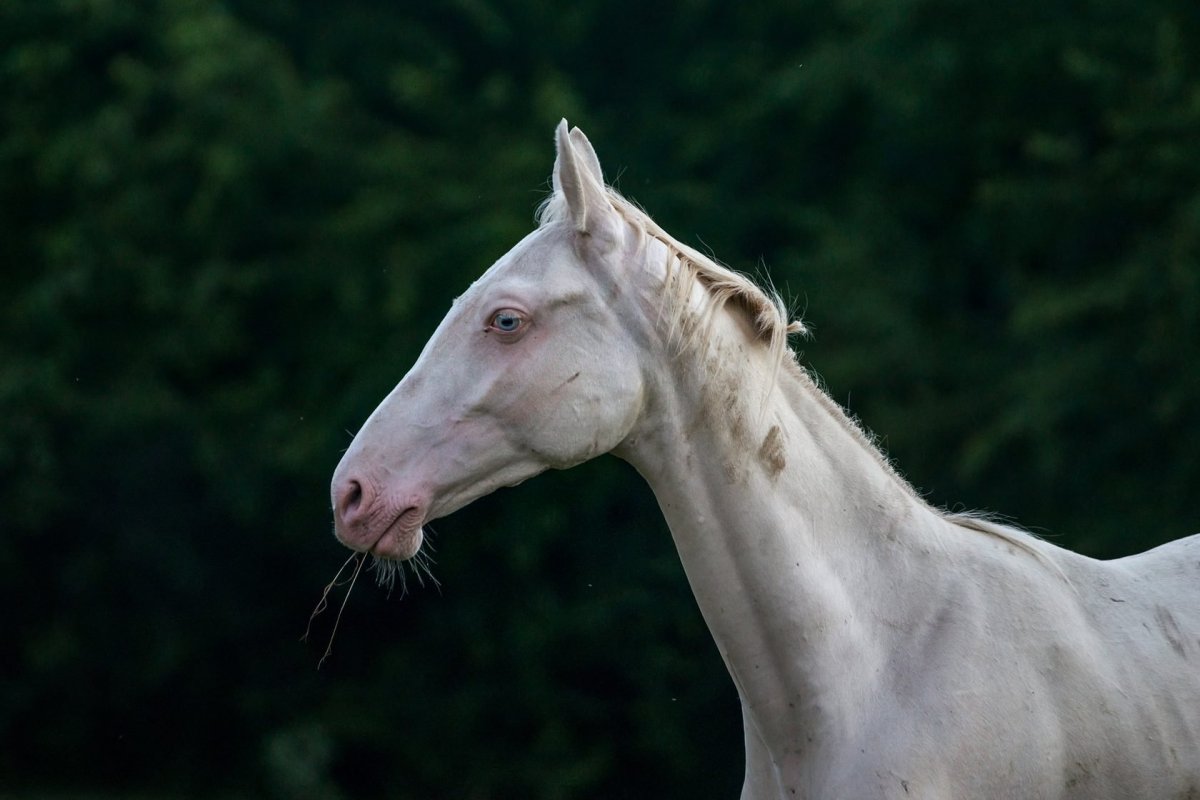 Ахалтекинская Изабелловая