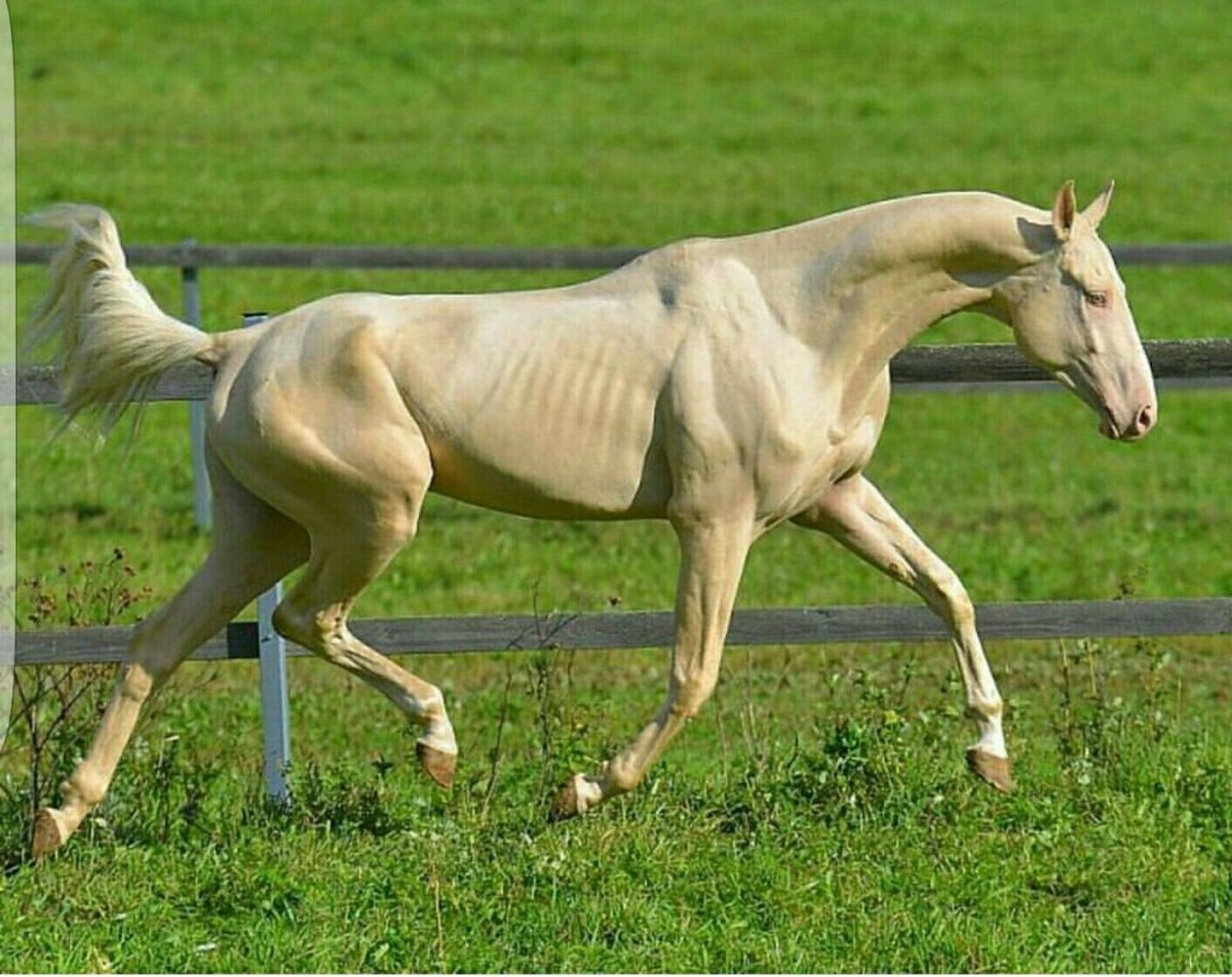 Ахалтекинская лошадь Соловая