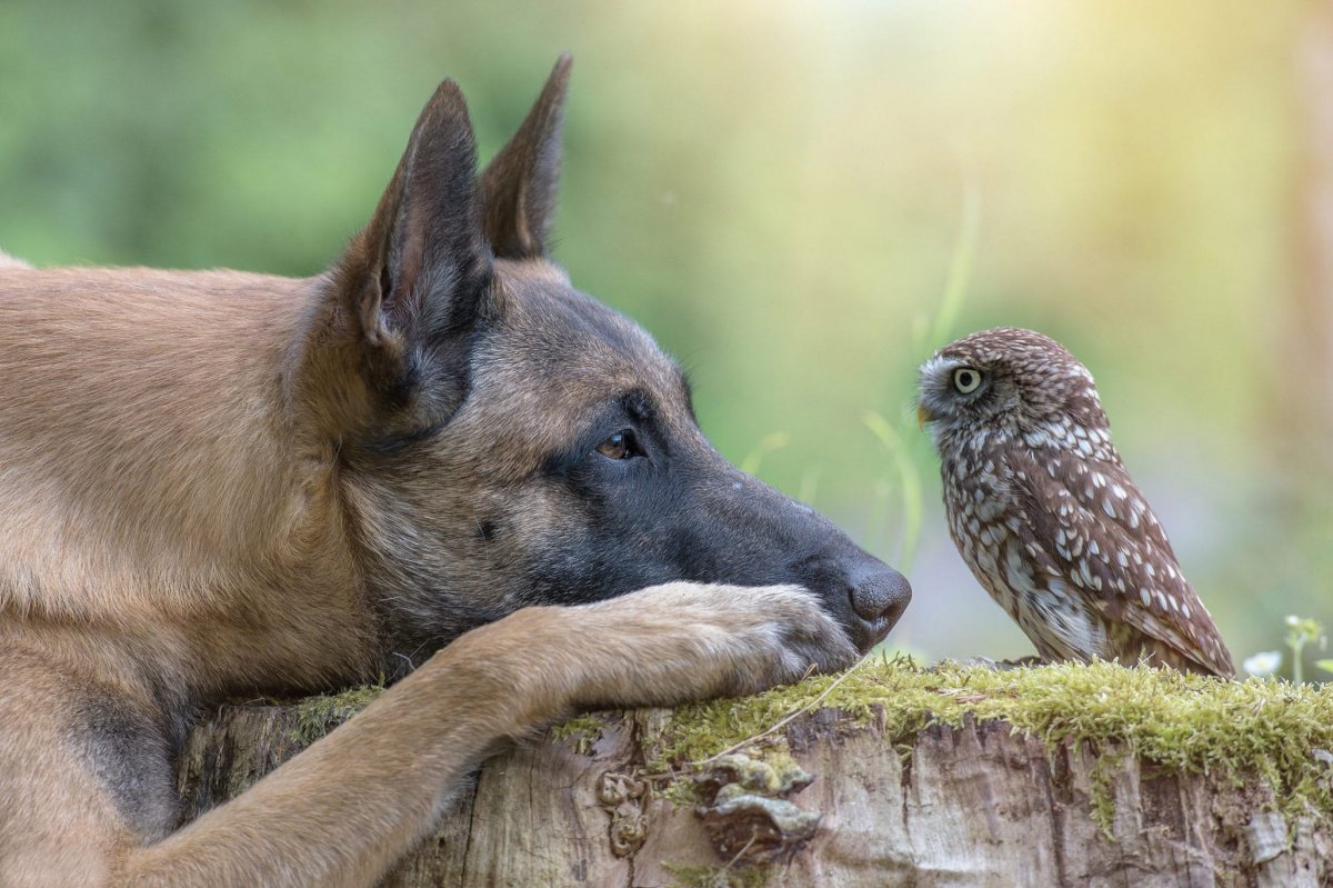 Ребенок с животным