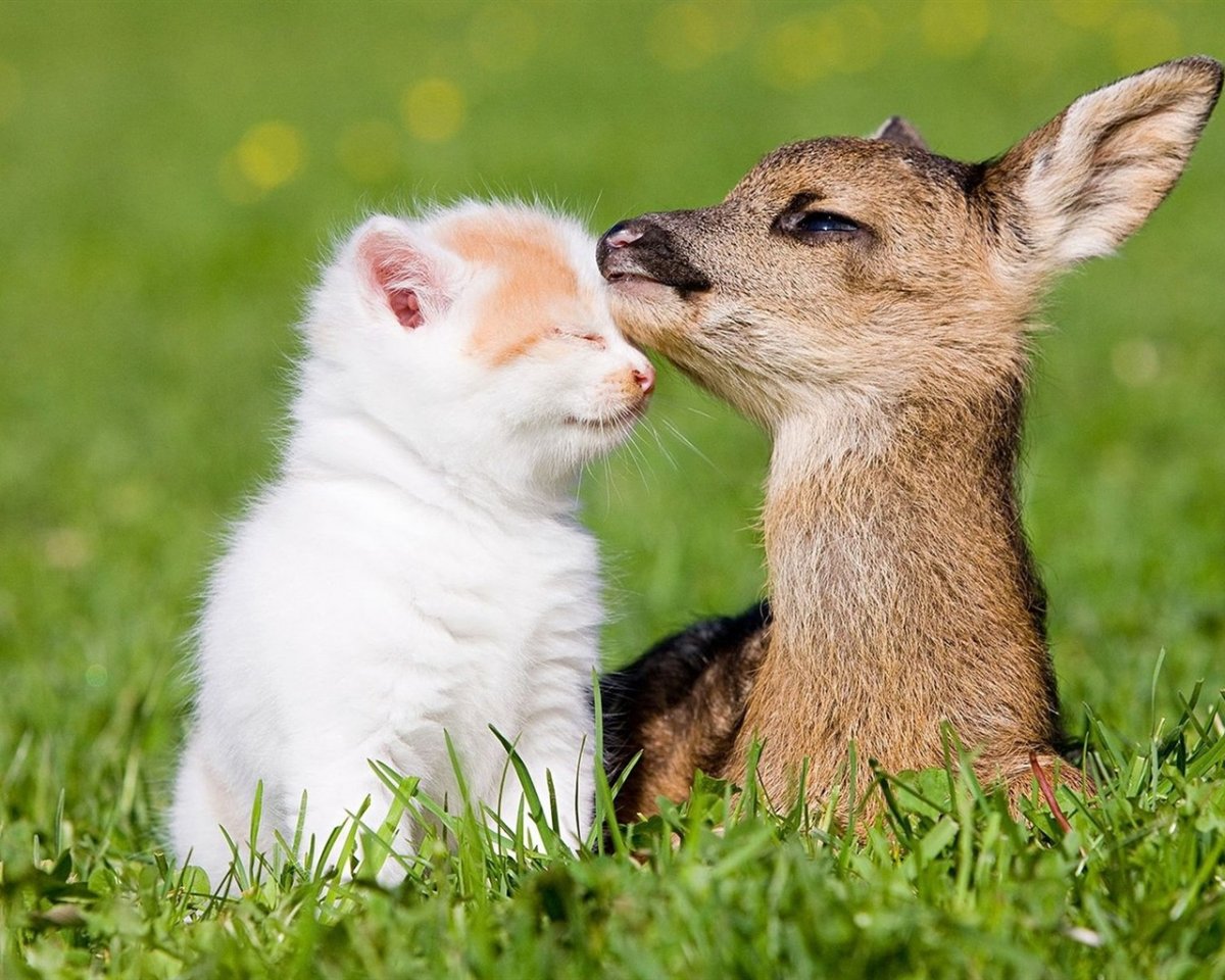 Любовь детей к животным