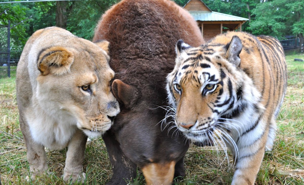 Люди и животные