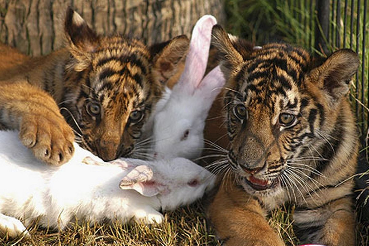 Гепард и собака