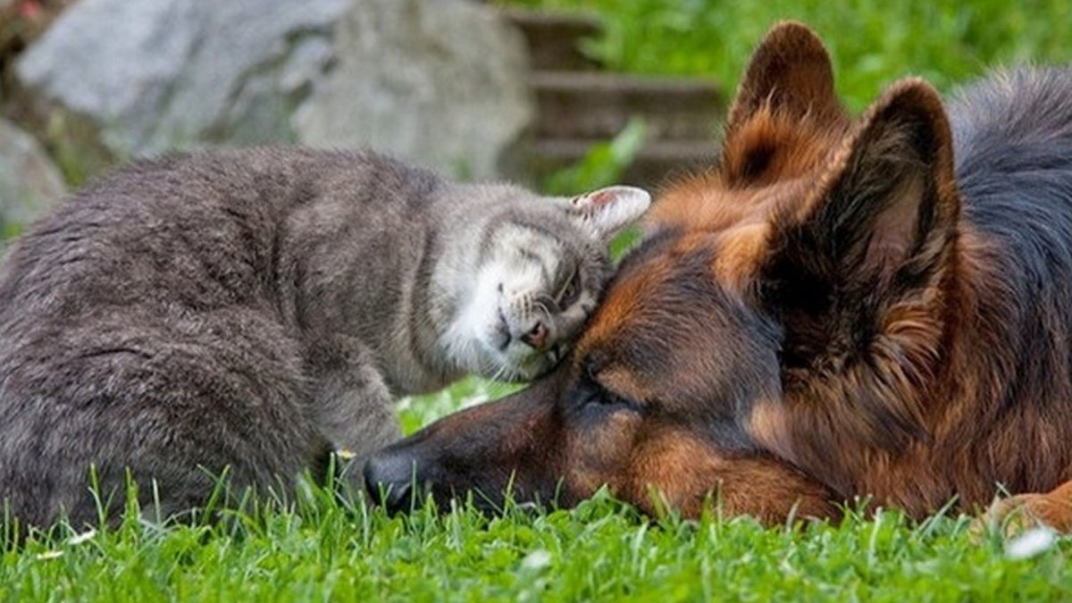 Дружба животных