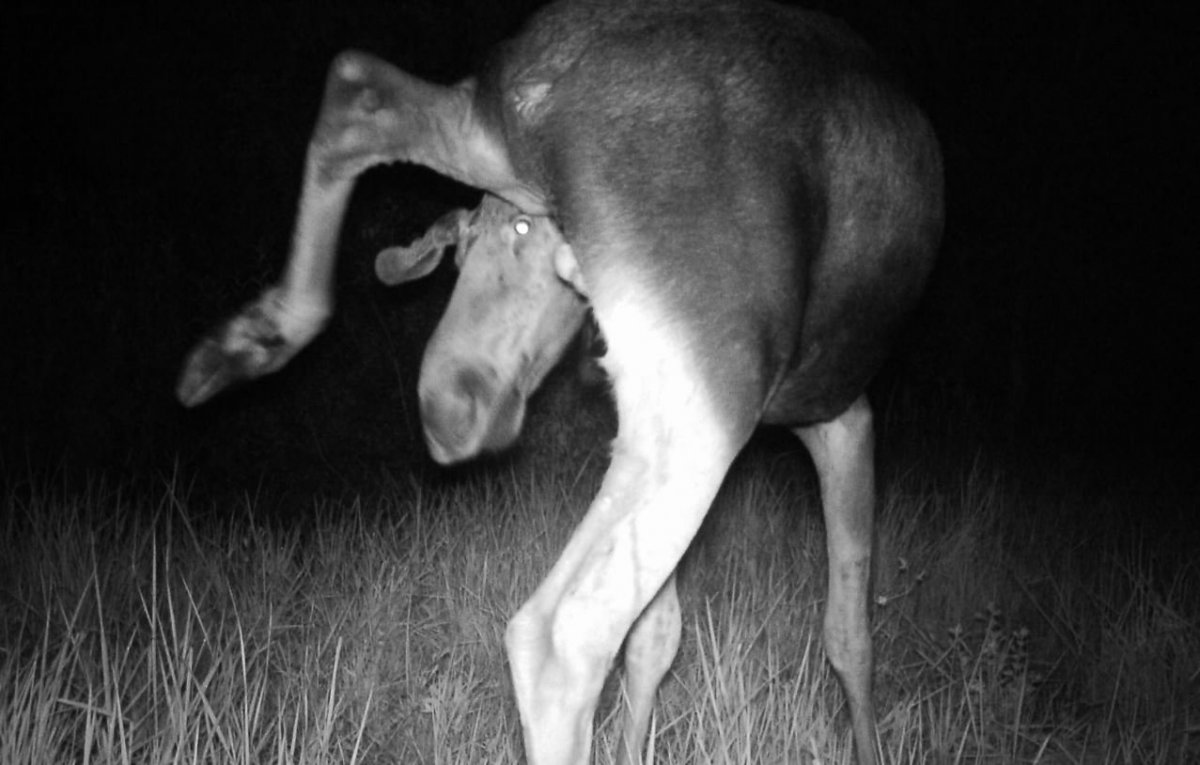 Мутированные животные Чернобыля