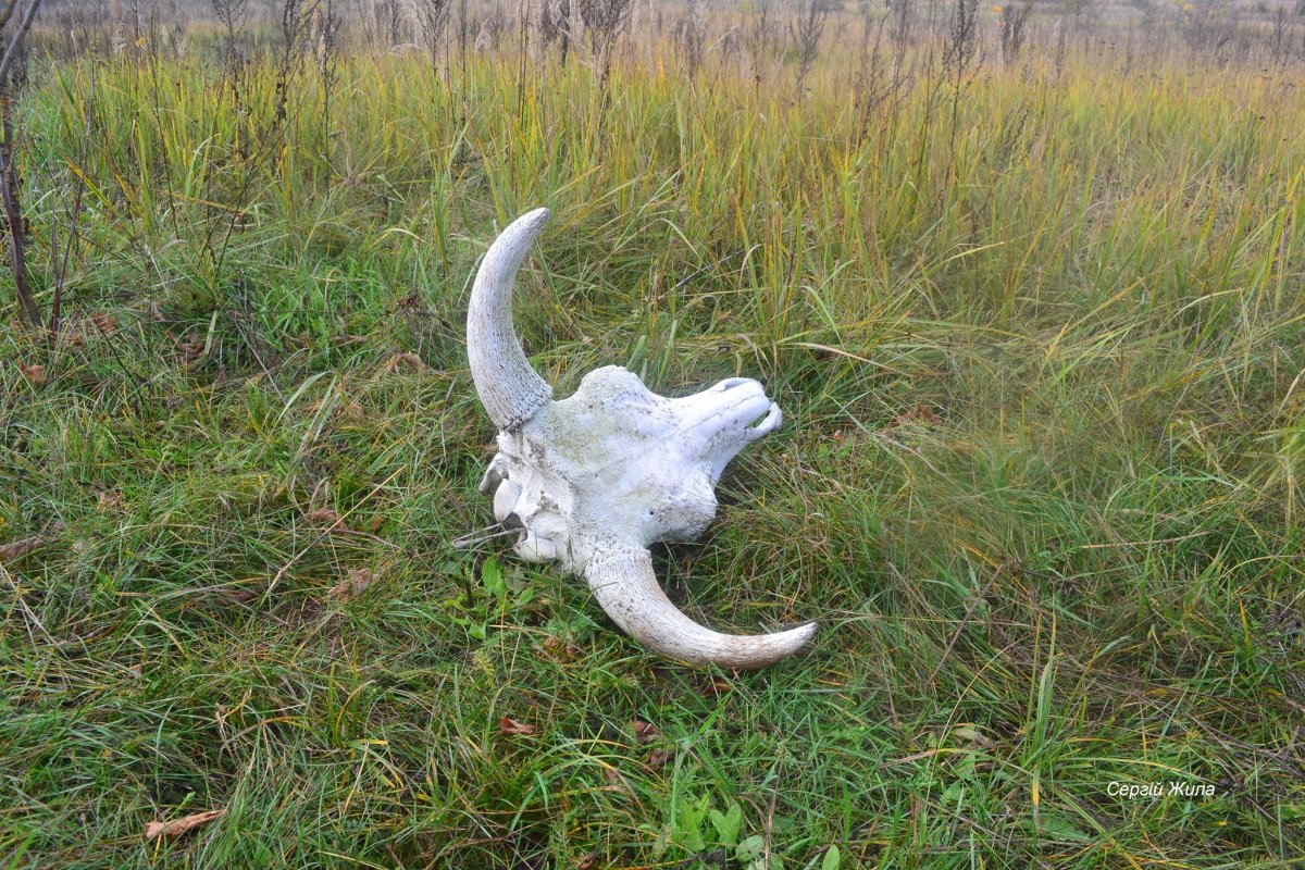 Чернобыль зона отчуждения животные