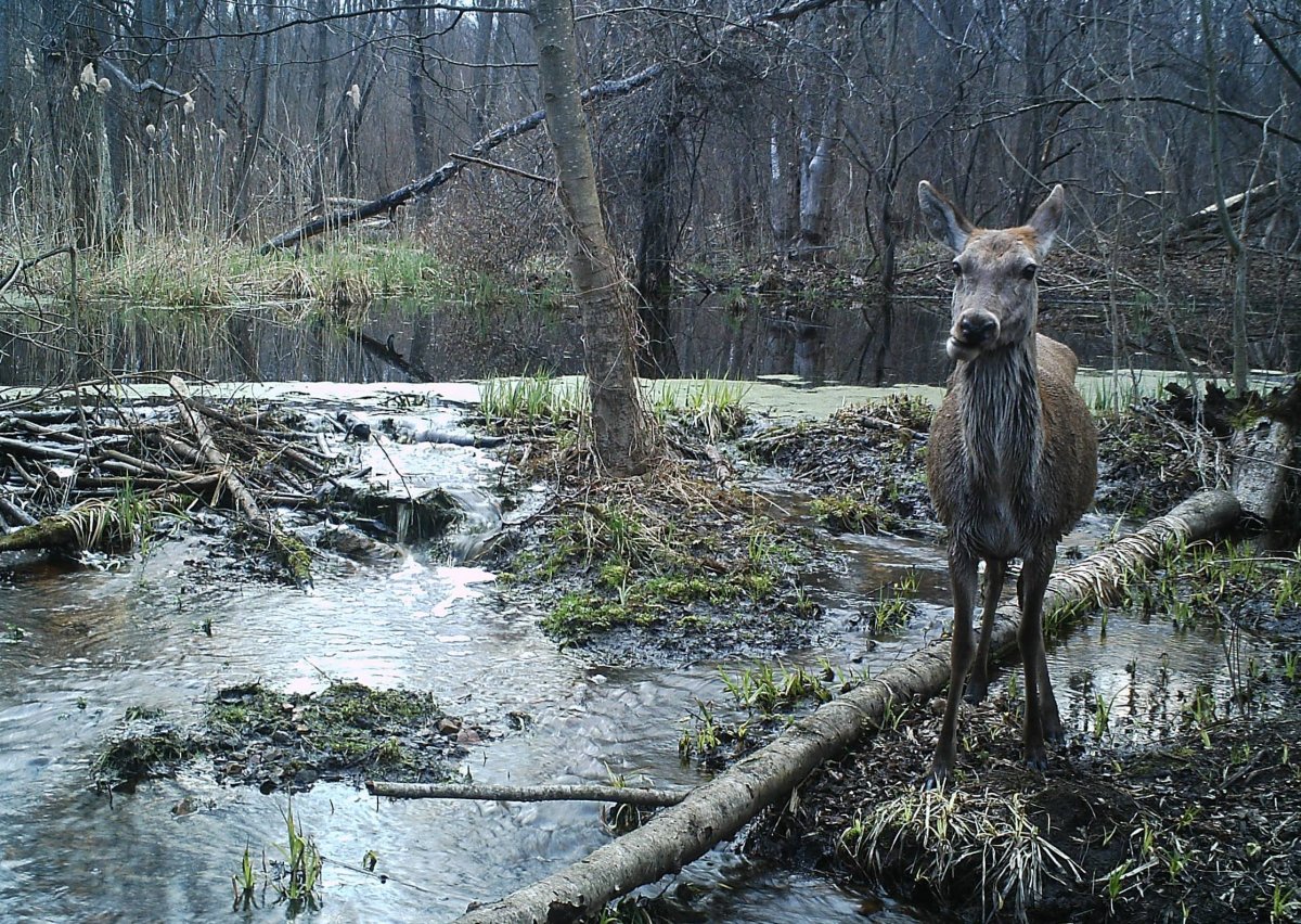 Припять Чернобыль ЧАЭС зона отчуждения мутанты