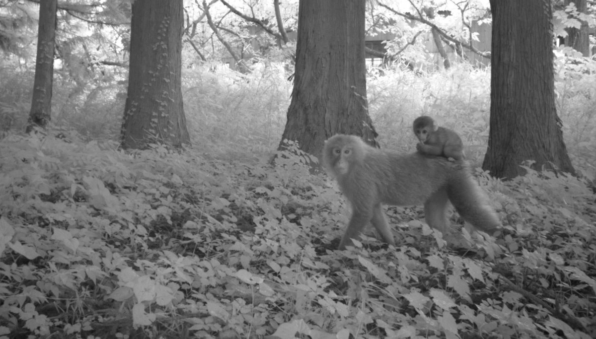 Мутации животных после катастрофы на ЧАЭС