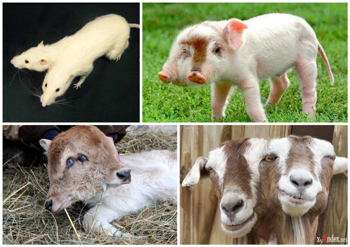 Припять Чернобыль ЧАЭС зона отчуждения