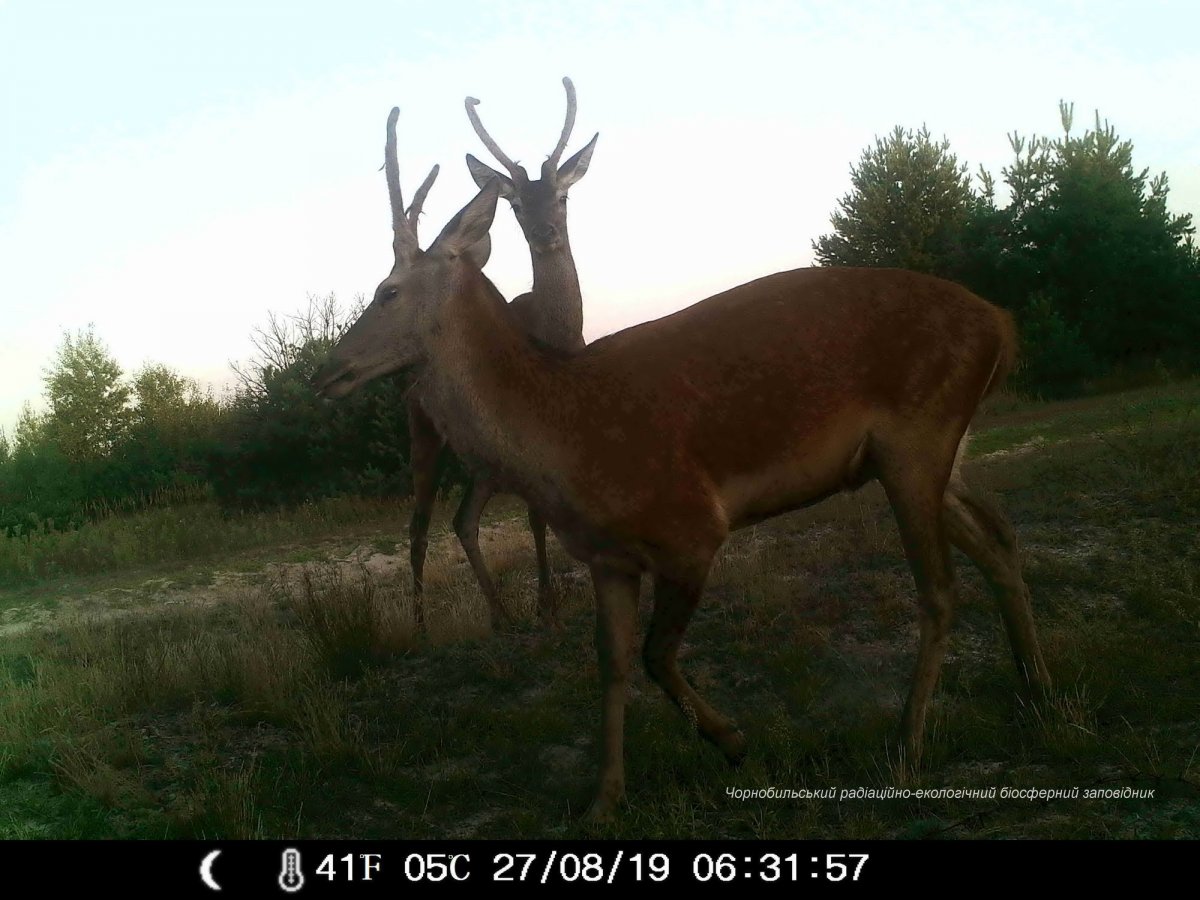 Рыжий лес Чернобыль мутации