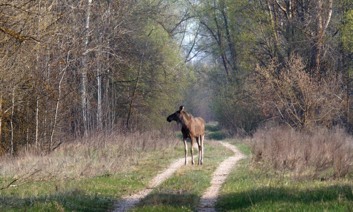 Животные Чернобыля птицы