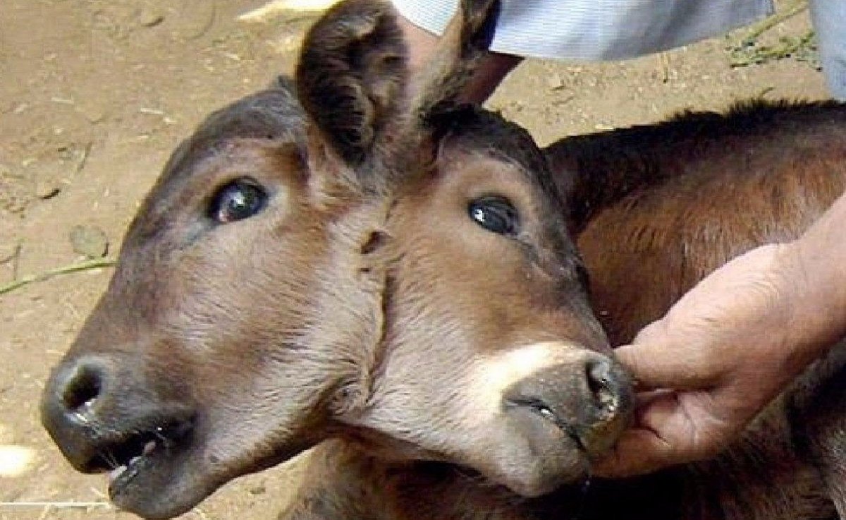 Мутация животных в Припяти