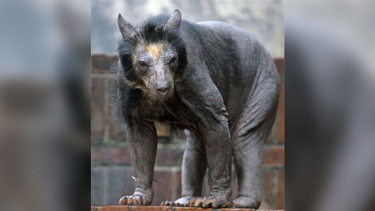 Чернобыль мутированные животные зона