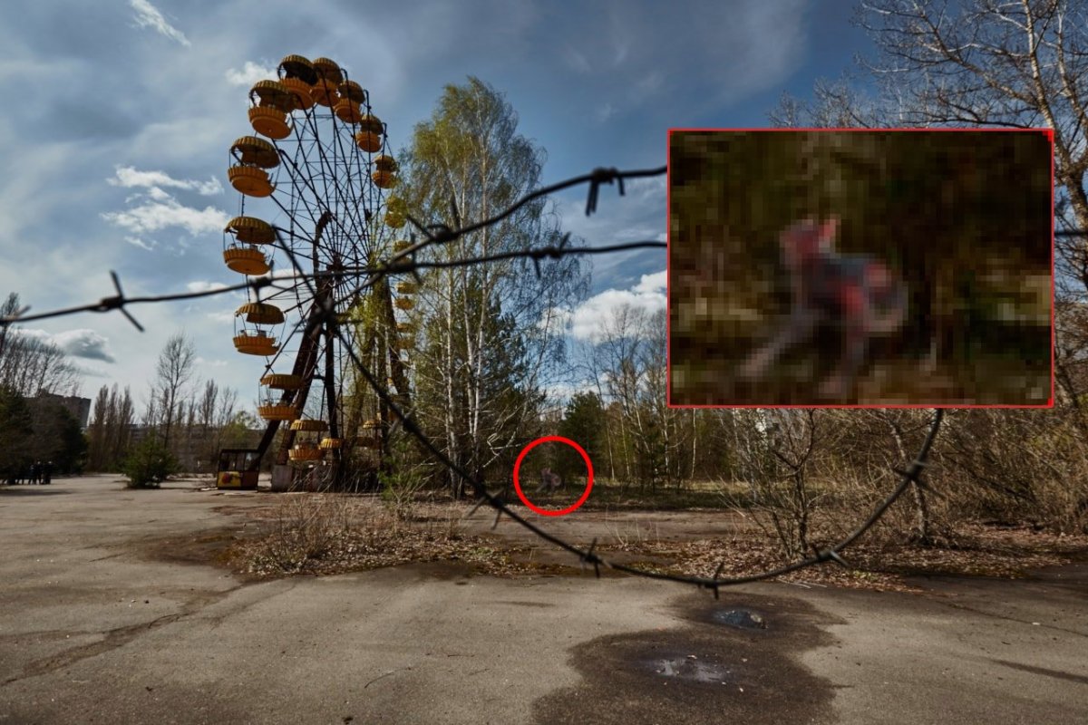 Безголовый Лось Чернобыль