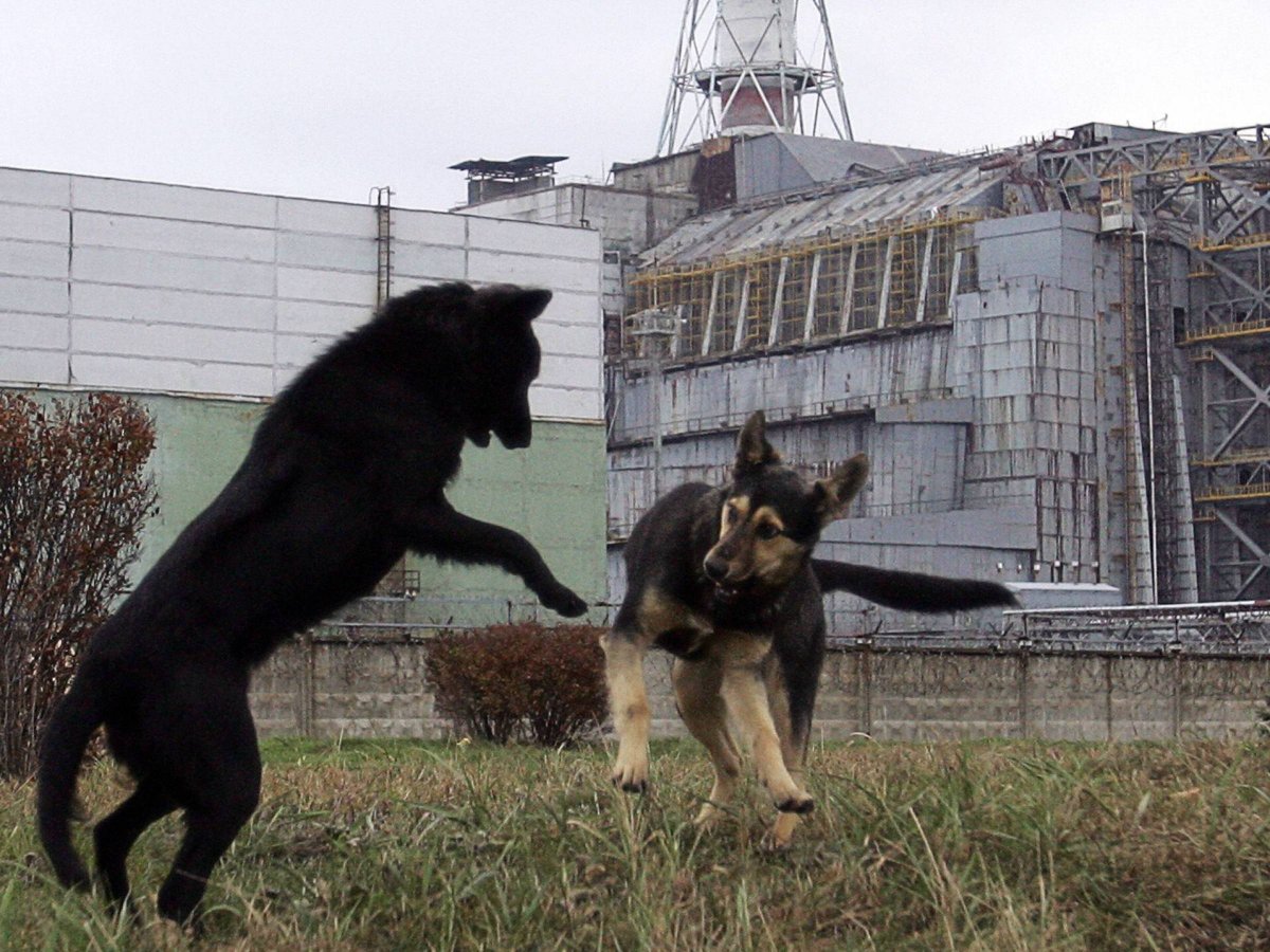 Радиационные животные