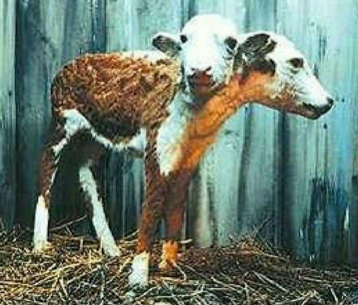 Животные в зоне отчуждения Чернобыльской АЭС