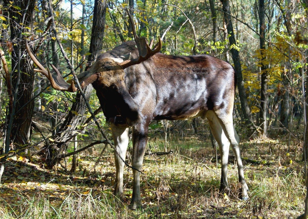 Чернобыльский олень