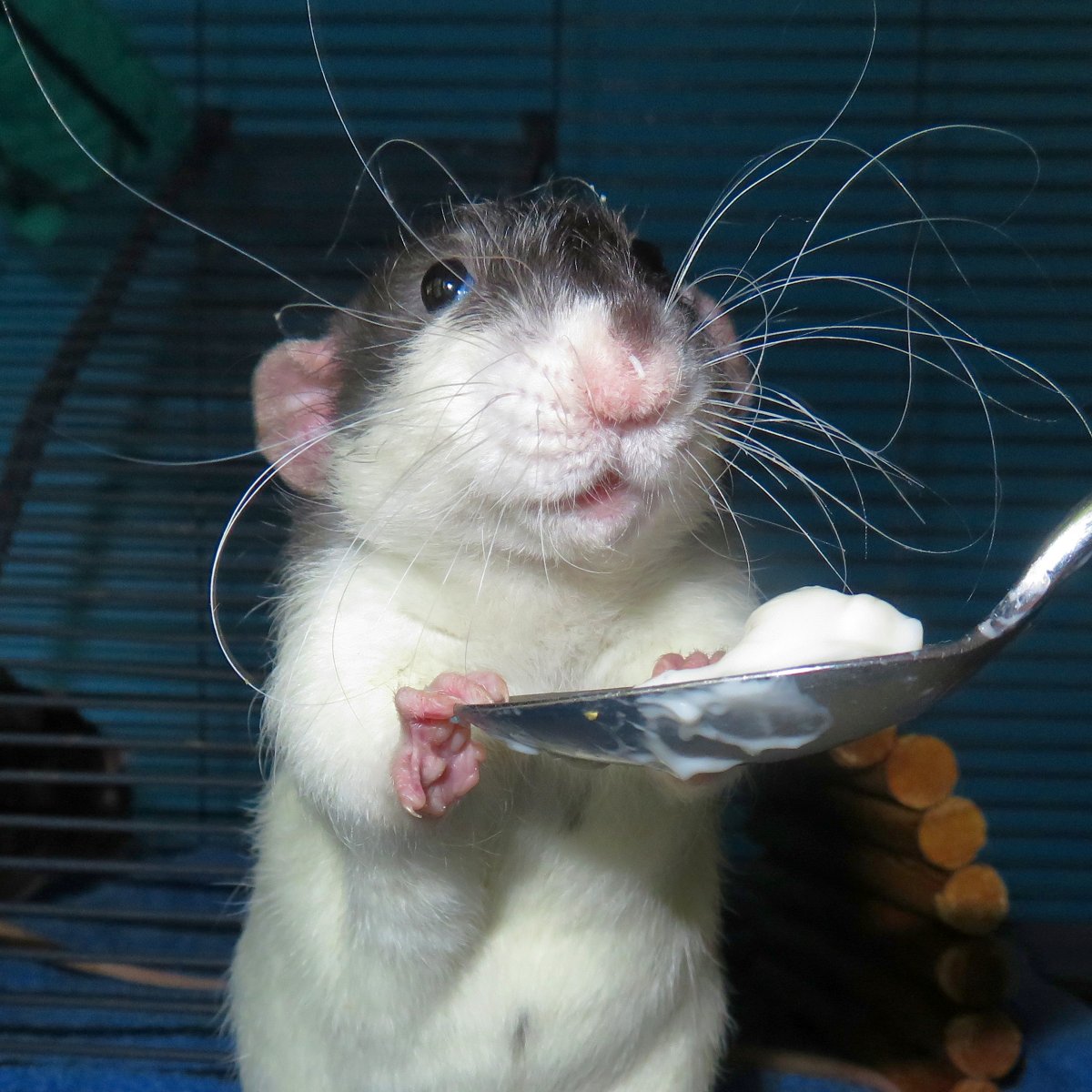 Умная крыса Мем