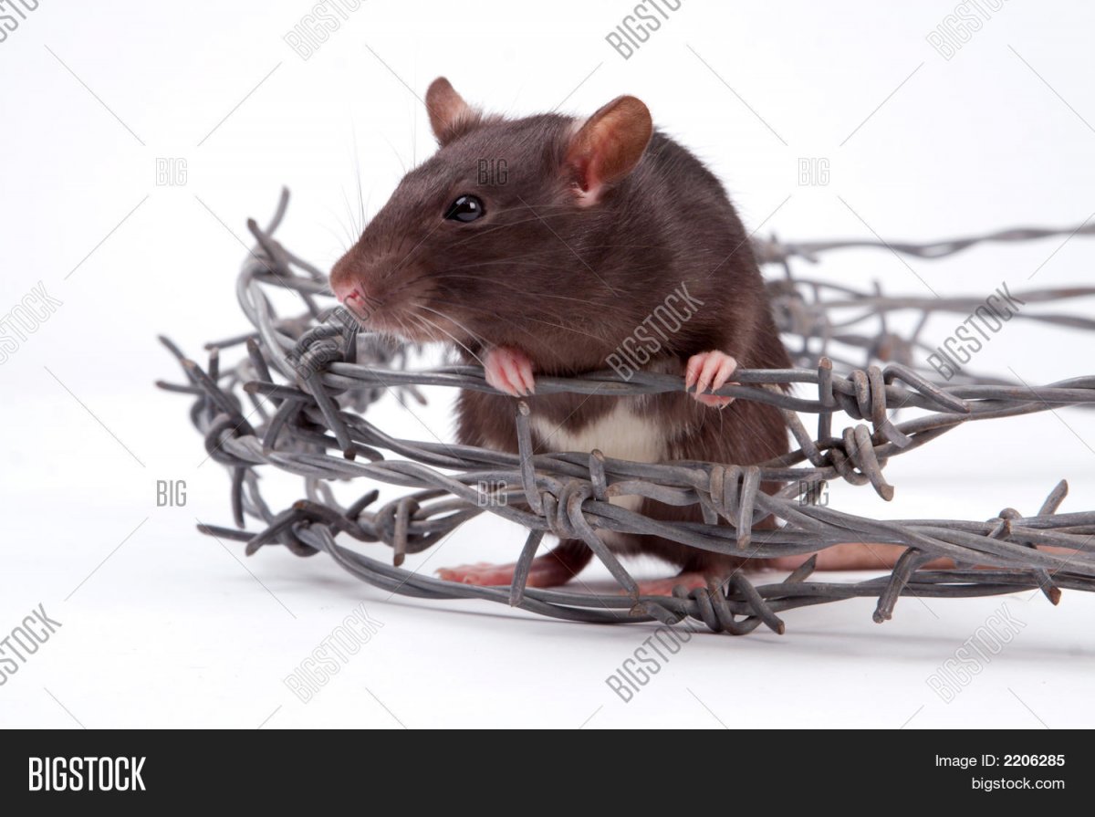 Крыса Мем