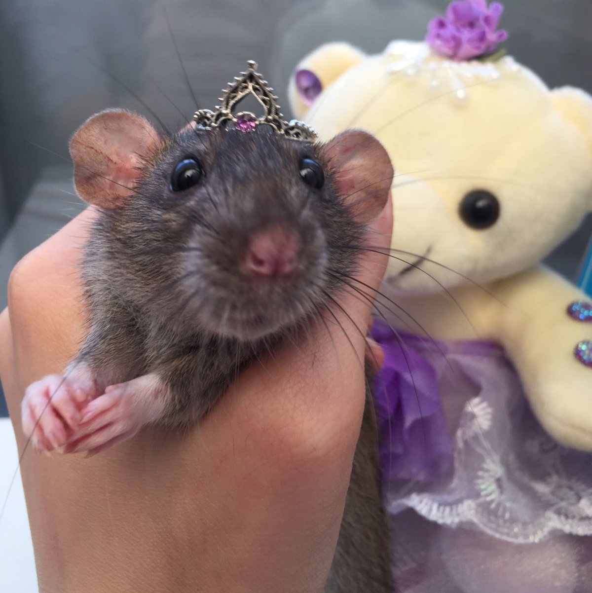 Крыса мультяшная злая