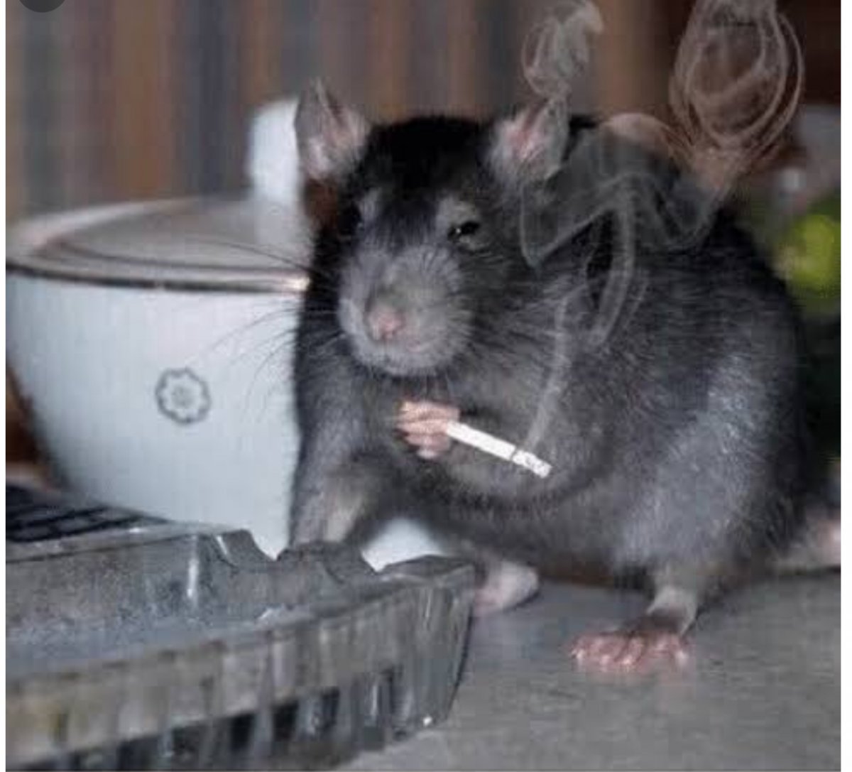 Крыса с сигаретой