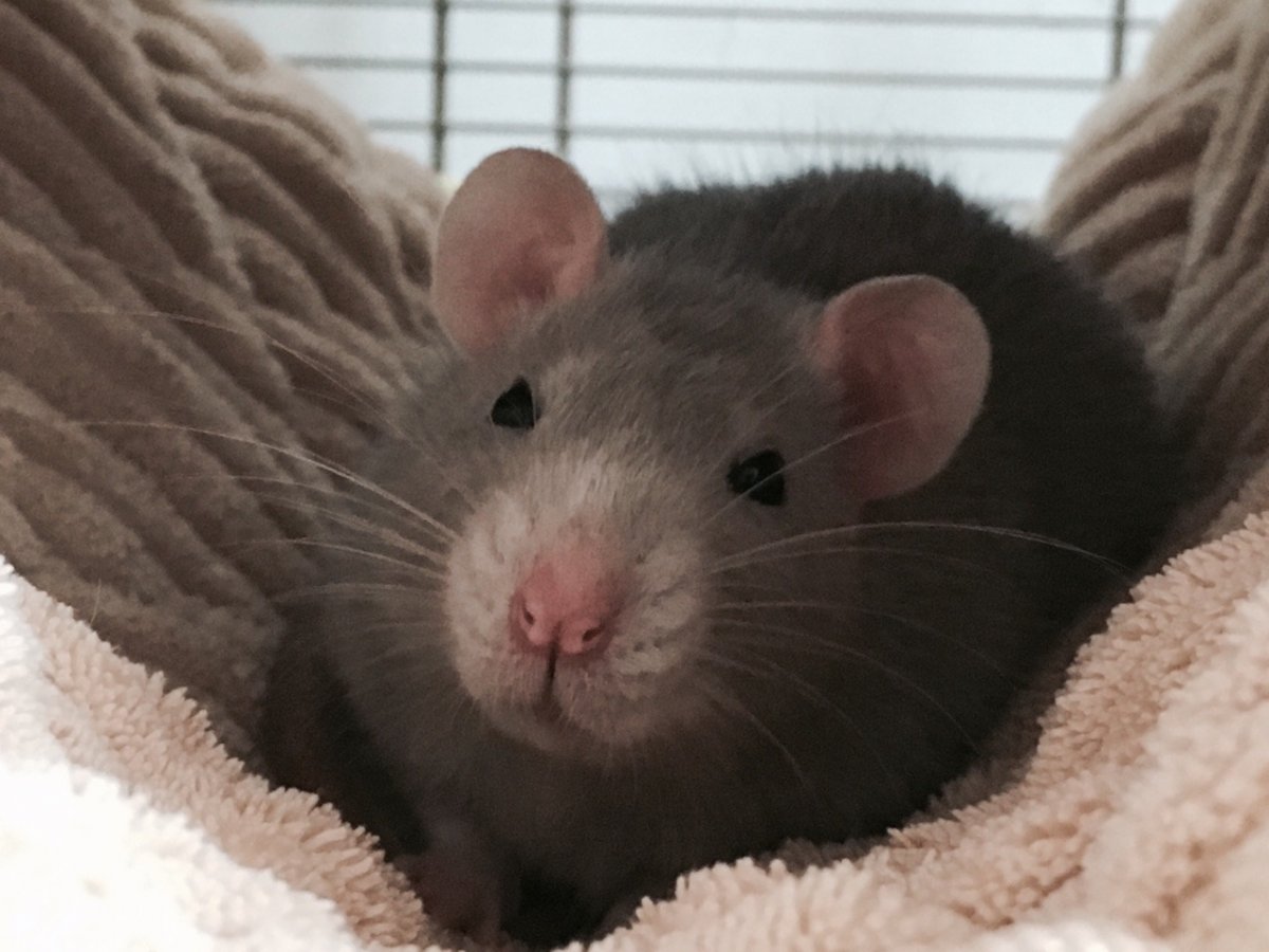 Милая мышка