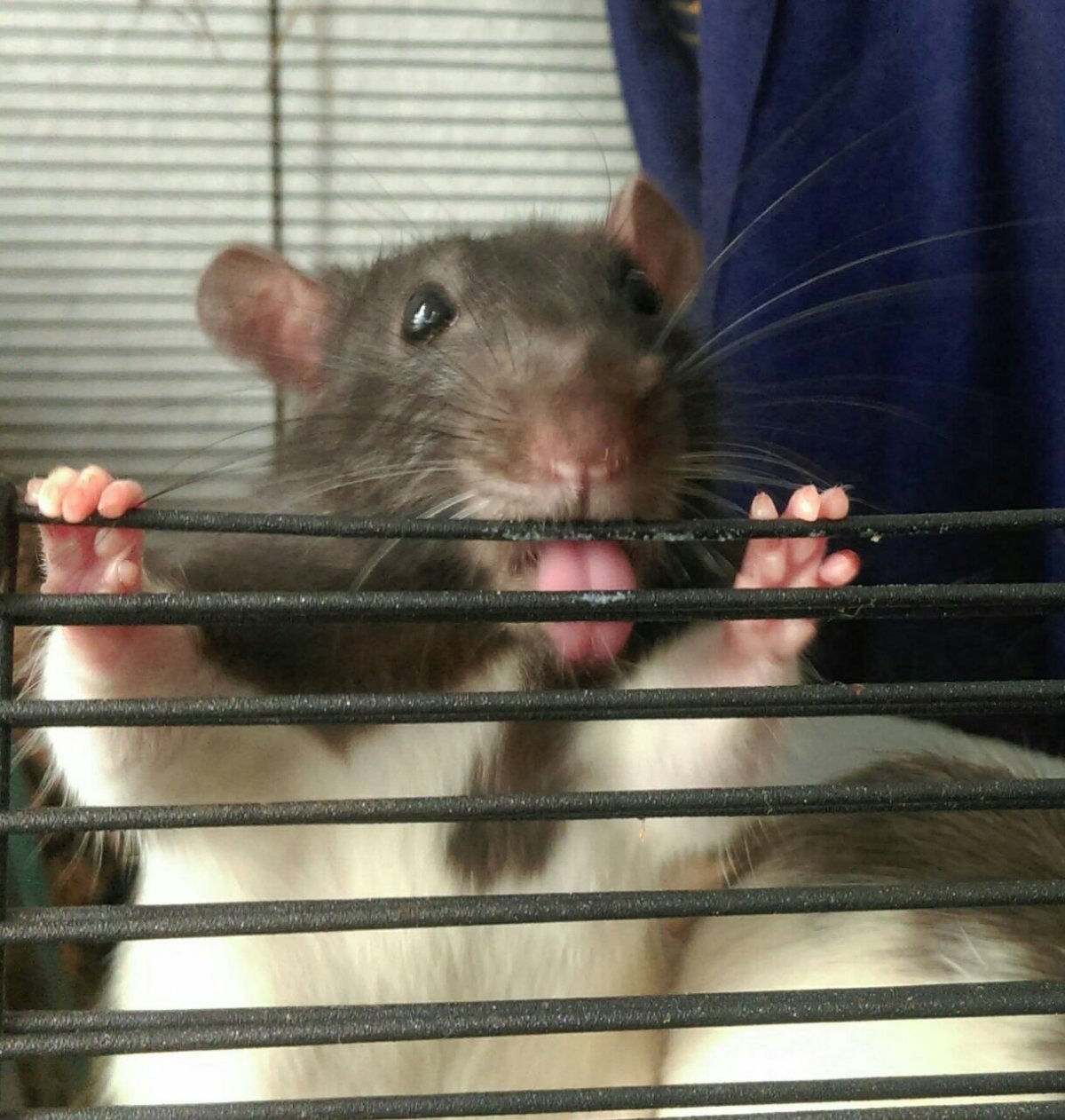 Хомячок с короной на голове