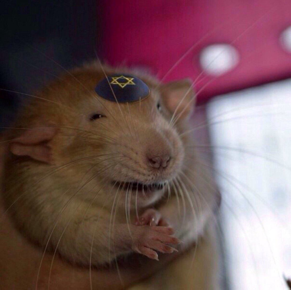 Довольная крыса