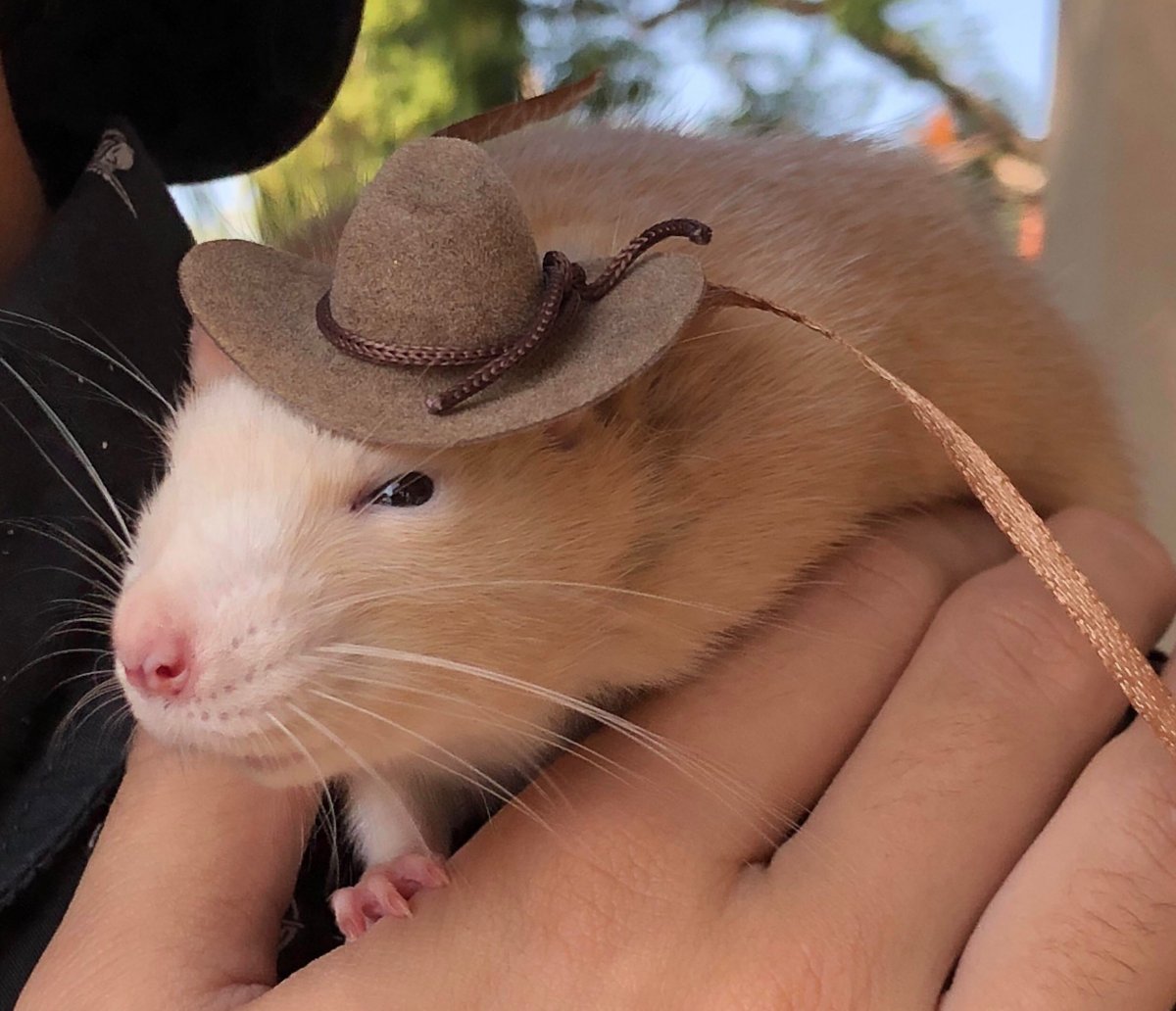 Хитрая крыса