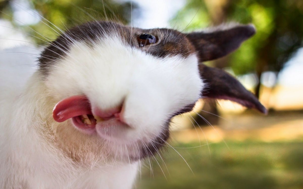 Постер кролик и морковка