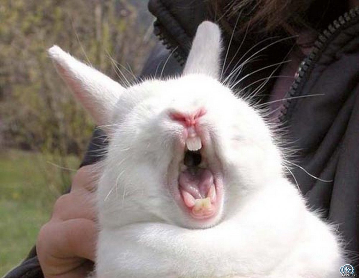 Кролик с вином