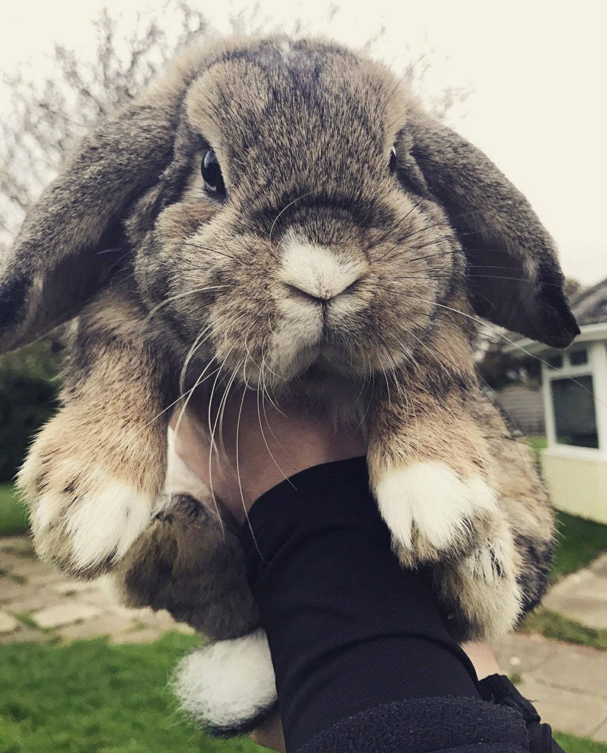 Глаза зайца